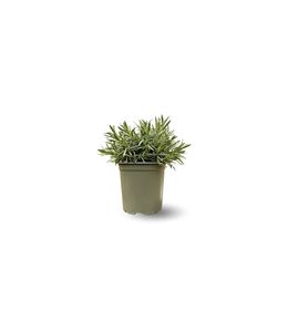 Lavande - aromatique - ↕ 25-30 cm - ⌀ 14 cm - véritables herbes fraîches