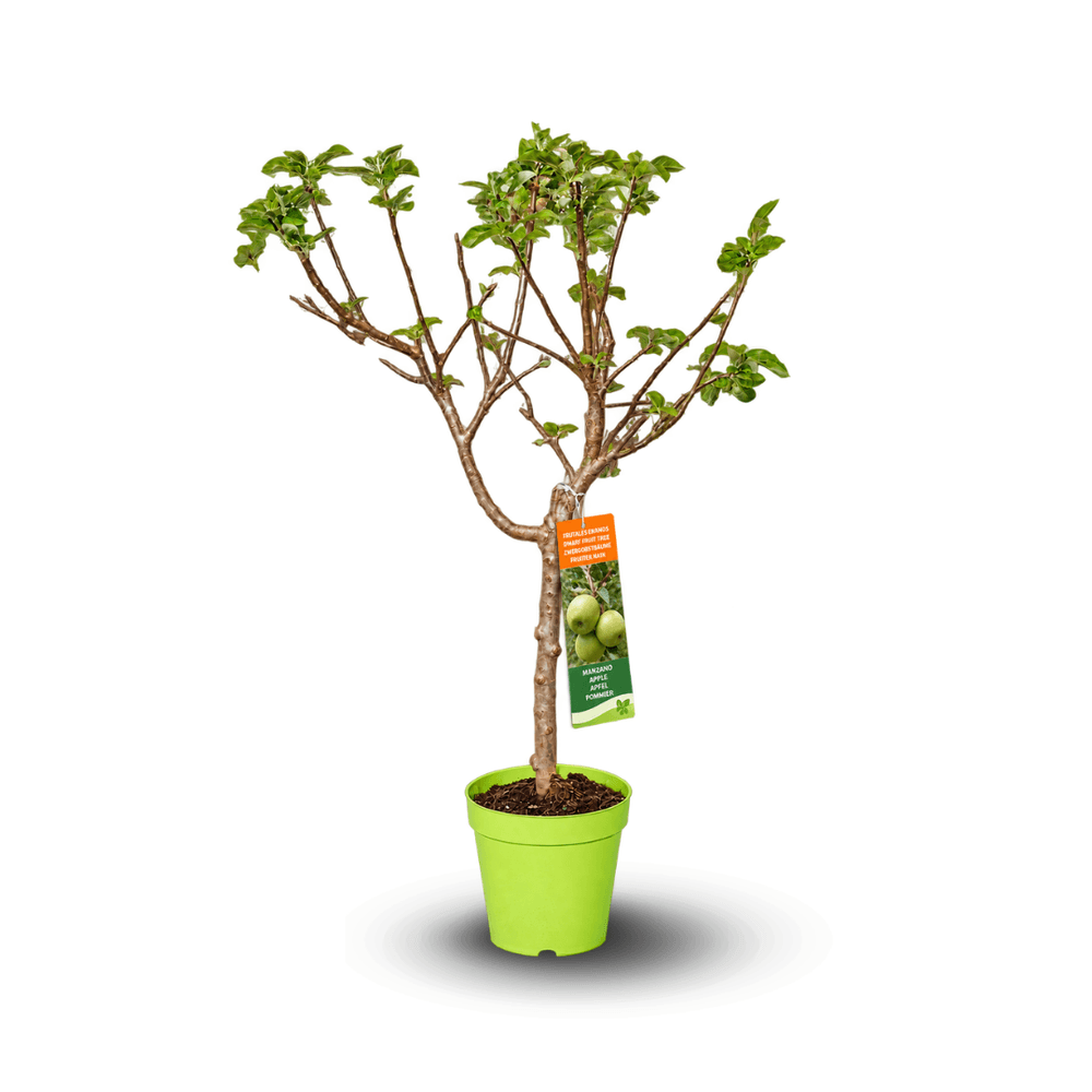 Pommier – malus domestica – arbre fruitier – variété compacte – 80-90 cm – ⌀ 20 cm
