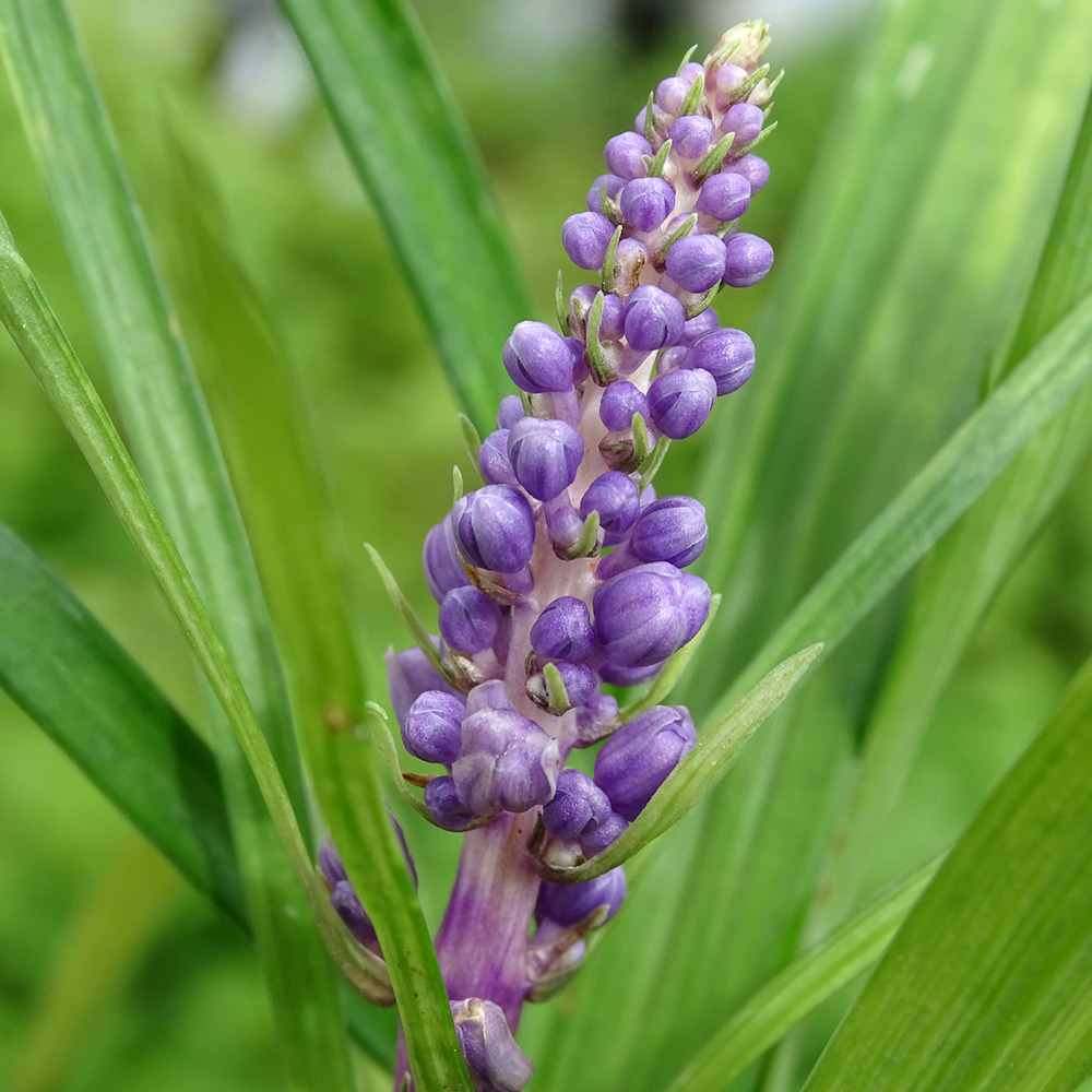 Liriope muscari godet de 8/9 cm