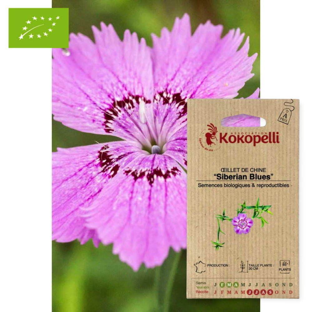 Graines bio à semer - œillet de chine siberian blues