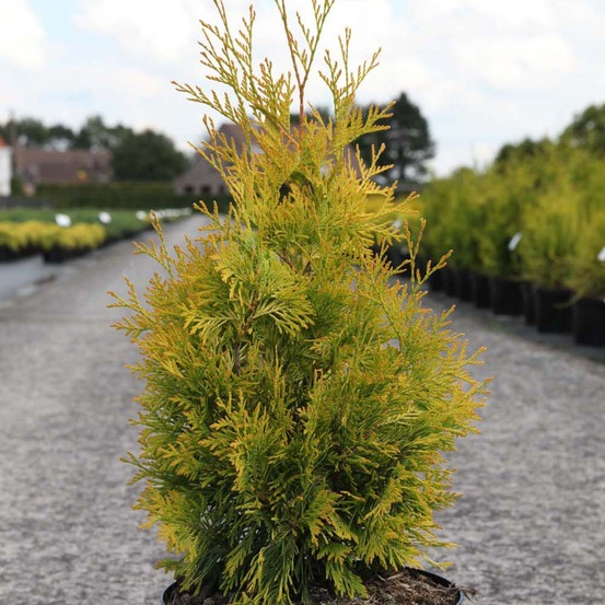 Thuja occidentalis 'yellow ribbon' pot de 2l/3l