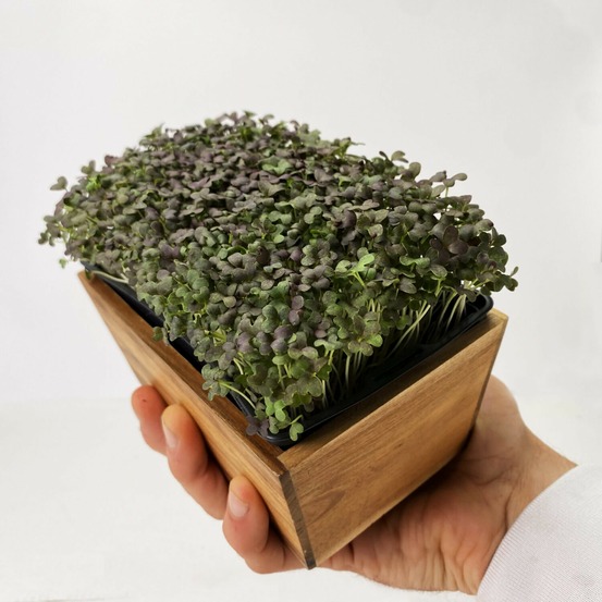 Graines de micro pousses de mizuna rouge