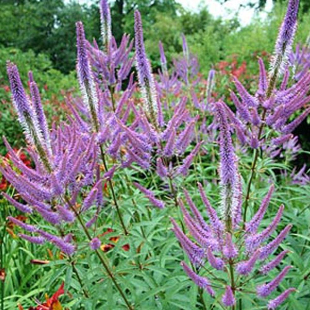 6 x veronicastrum virginicum 'fascination' - veronicastrum virginicum 'fascination' - godet 9cm x 9cm