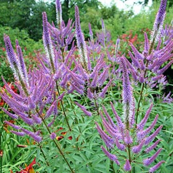 6 x veronicastrum virginicum 'fascination' - veronicastrum virginicum 'fascination' - godet 9cm x 9cm