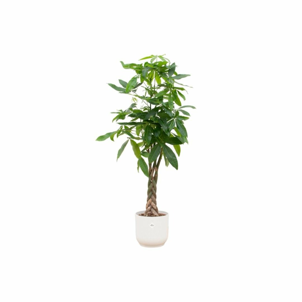 Pachira aquatica et son pot blanc - hauteur 160cm