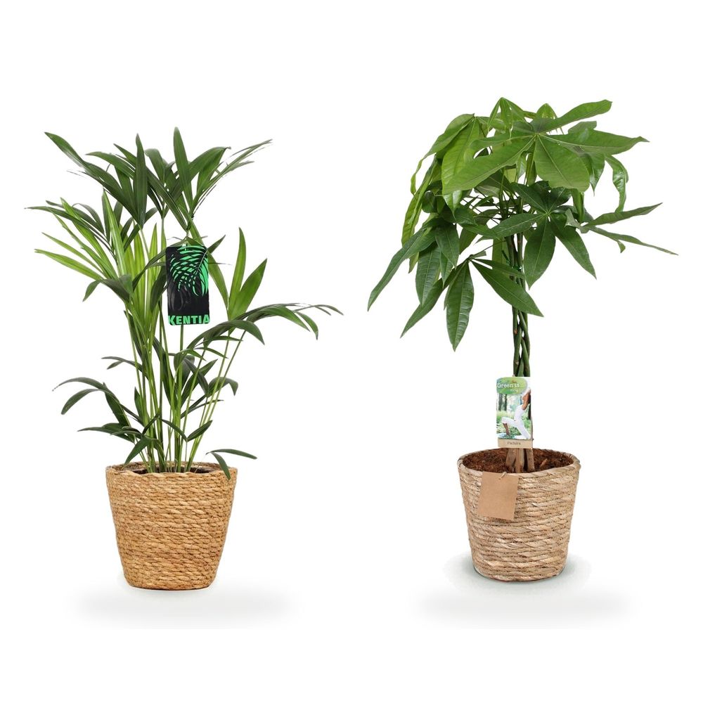 Duo pachira & kentia en panier — pachira aquatica tige tressée & howea forsteriana