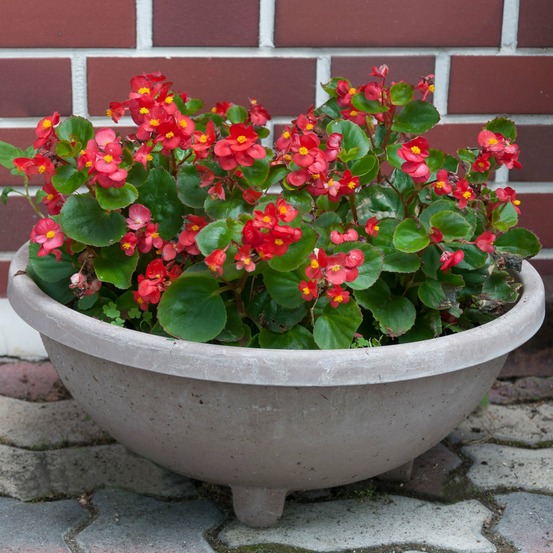 Bégonia semperflorens rouge - le pot / ø 10,5cm