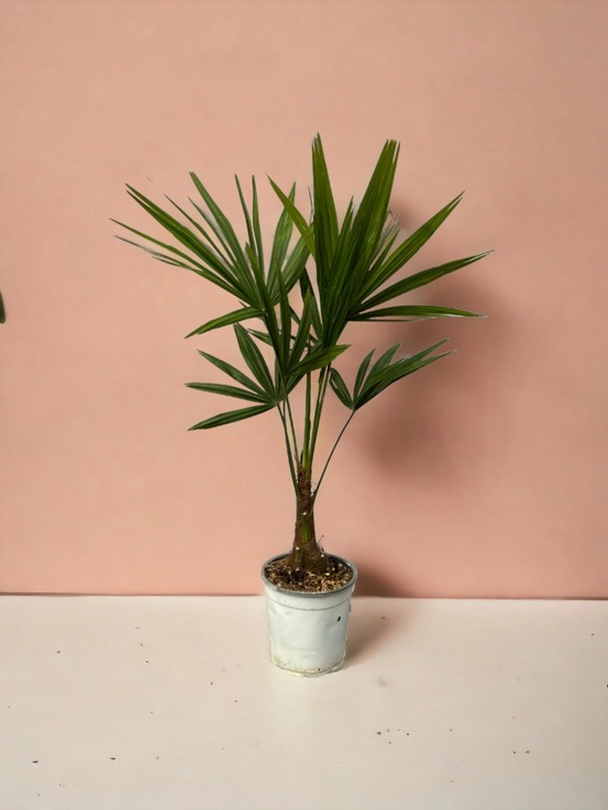 Trachycarpus fortuneii 100cm - plante d'intérieur