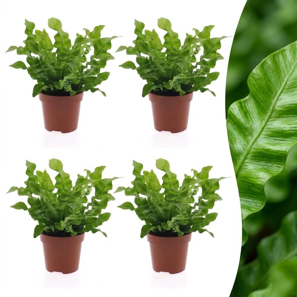 Asplenium crispy wave - fougère crispy wave - pot de 12cm