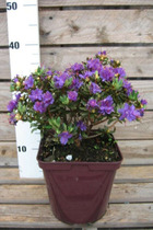 Rhododendron 'azurro' - en pot de 4 litres