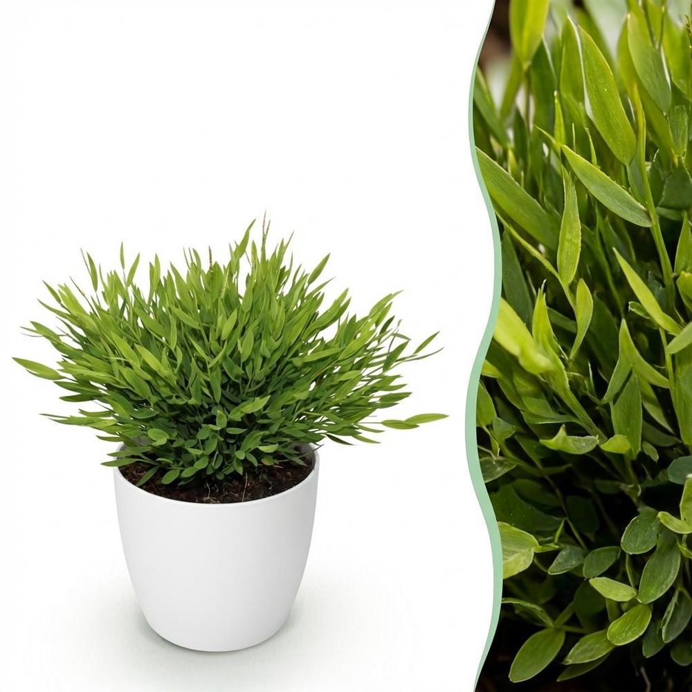 Bamusa pogonatherum monica - pet-friendly - bambou miniature - pot de 12cm - hauteur 20cm - plantes d'intérieur