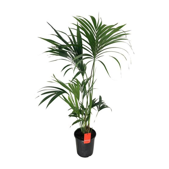 Howea forsteriana - ø24cm - ↕130cm - plantes d'intérieur