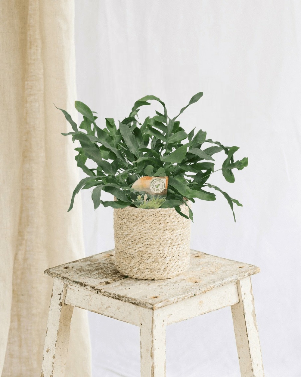 Phlebodium blue star 35cm - plante d'intérieur