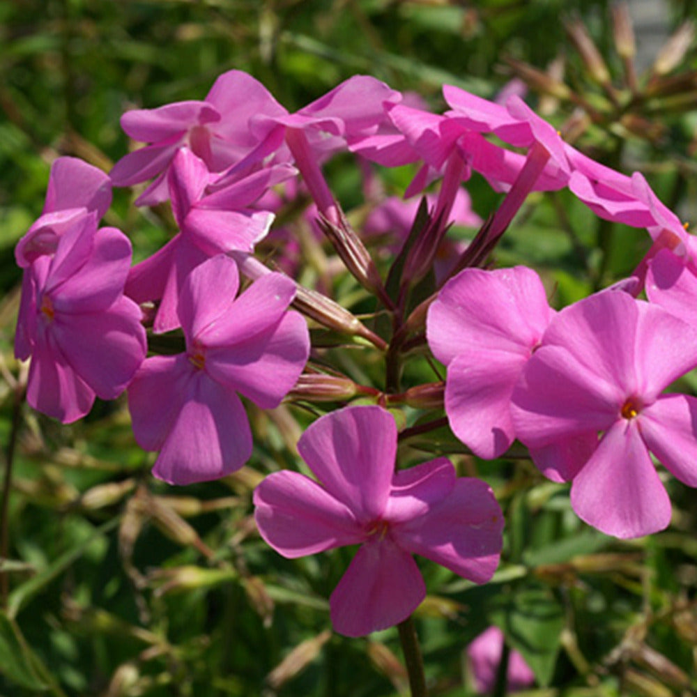 Phlox carolina bill baker - le pot / 8cm