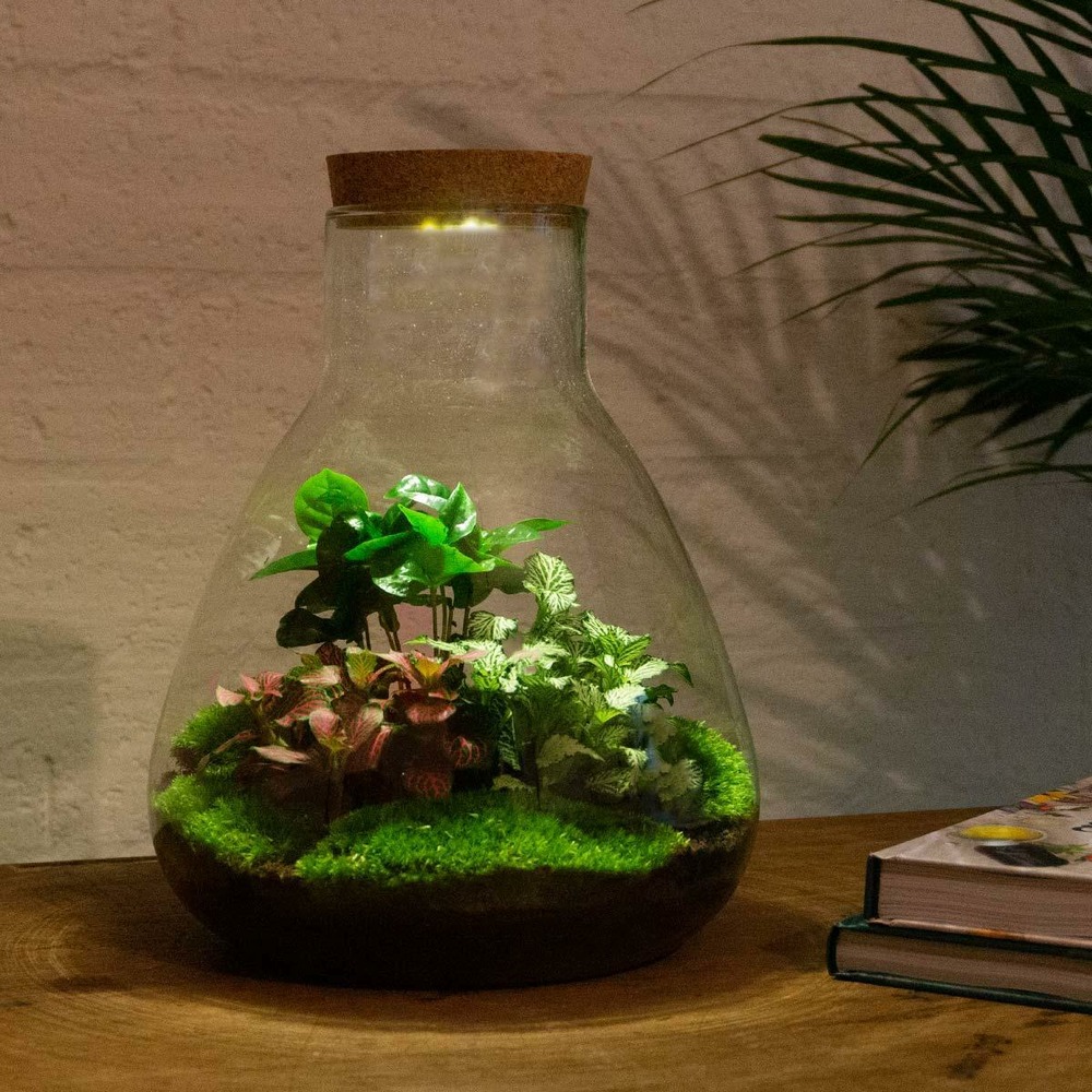 Kit terrarium diy - samos avec led caféier + fittonia rouge et verte - sans outil