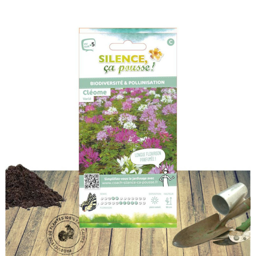 Graines de cléome rose - vilmorin sachet