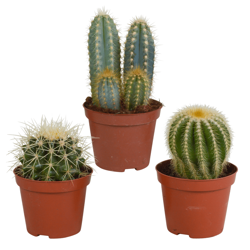 3x mélange de cactus - sans pot - ø8,5cm - ↕18cm - plante d’intérieur