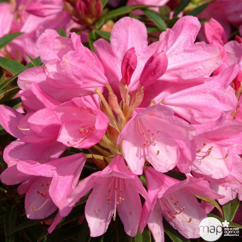 Rhododendron x 'graziella':25 litres (rose mauve)