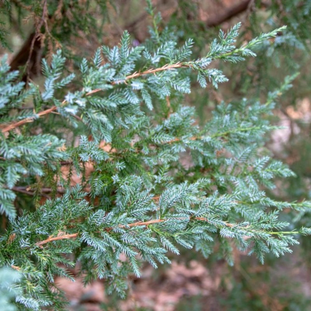Genévrier écailleux blue star - juniperus squamata blue star hauteur de tige 80cm pot 11l