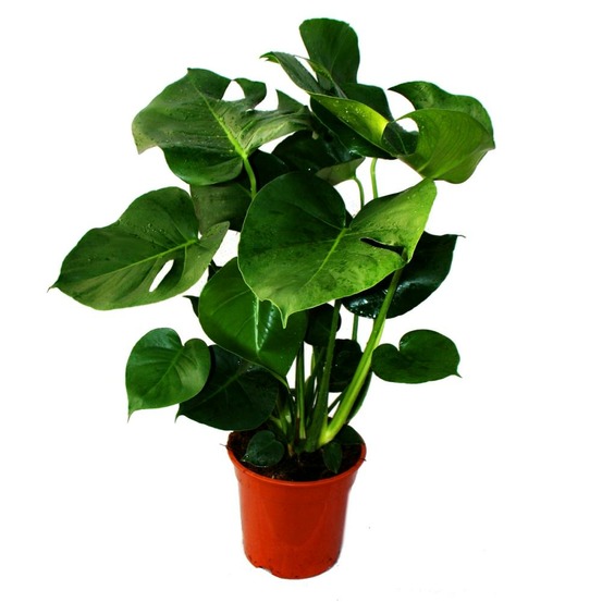 Monstera deliciosa - feuille de fenêtre - pot de 21cm - hauteur env. 50-60cm