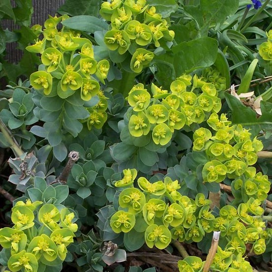 Euphorbe de corse godet de 8/9 cm
