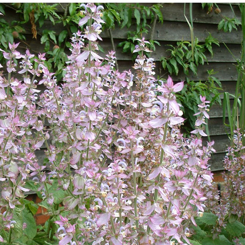 6 x sauge - salvia sclarea turkestanica - godet 9cm x 9cm