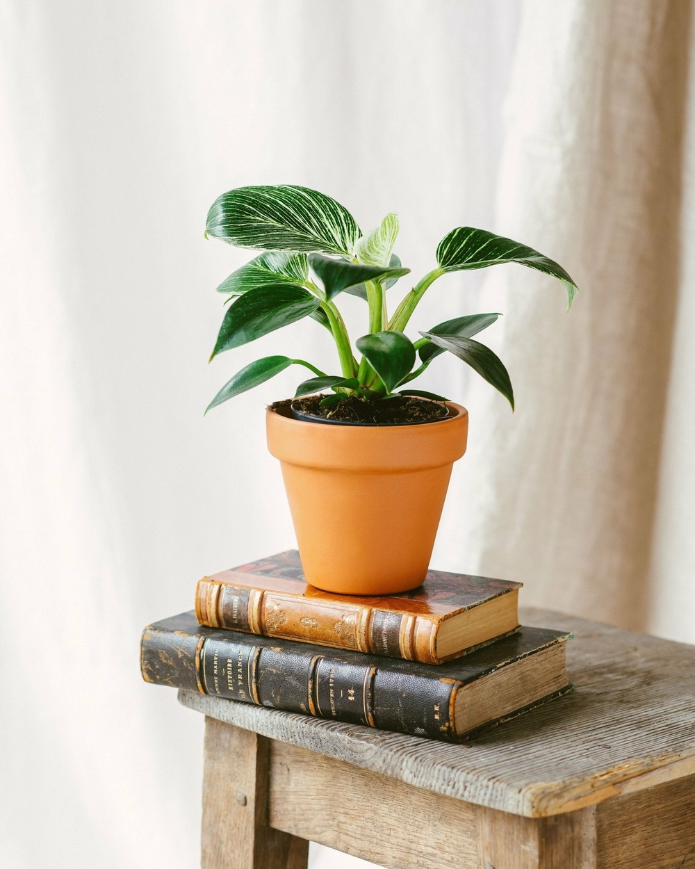 Philodendron birkin 25cm - plante d'intérieur