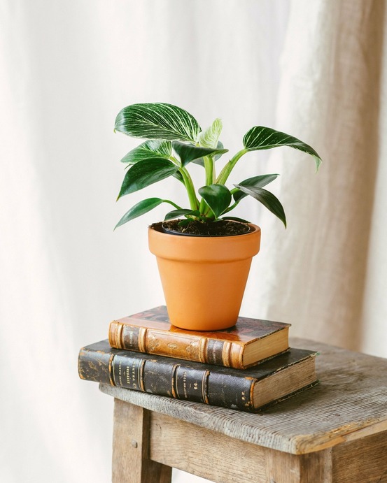 Philodendron birkin 25cm - plante d'intérieur