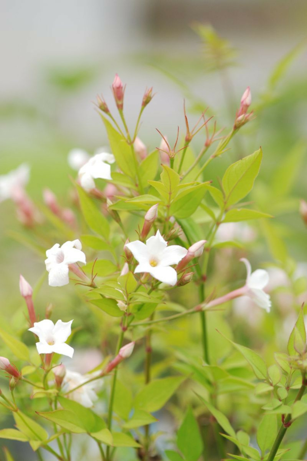 Jasmin officinal affine' - en pot de 3 litres