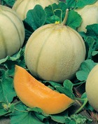 Melon troubadour - 1.5 g
