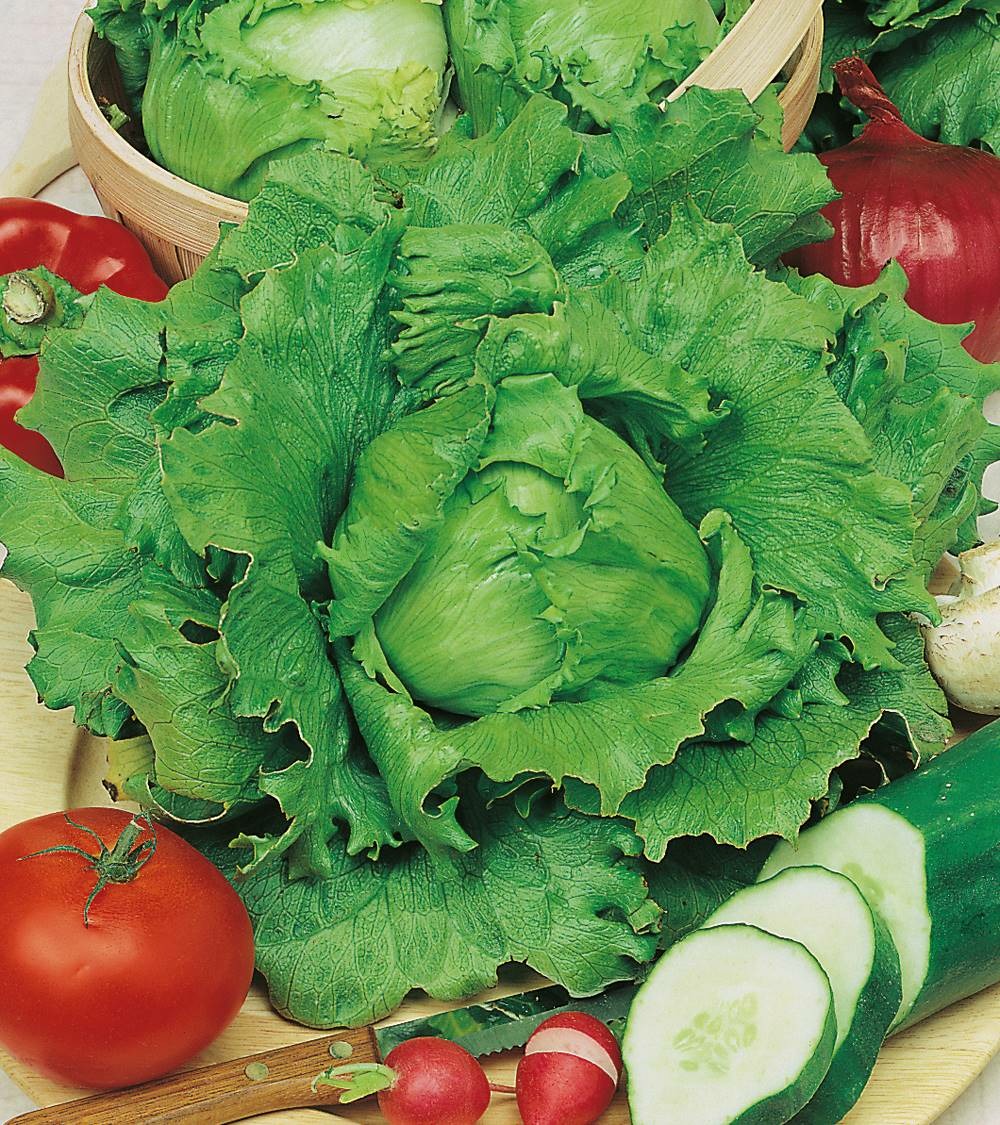 Laitue batavia carmen - 1 g