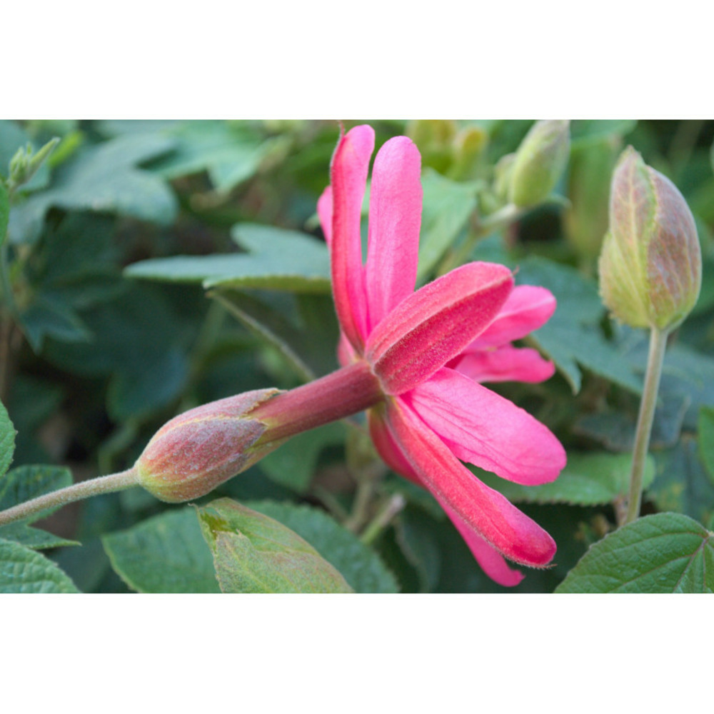 Passiflore exoniensis godet