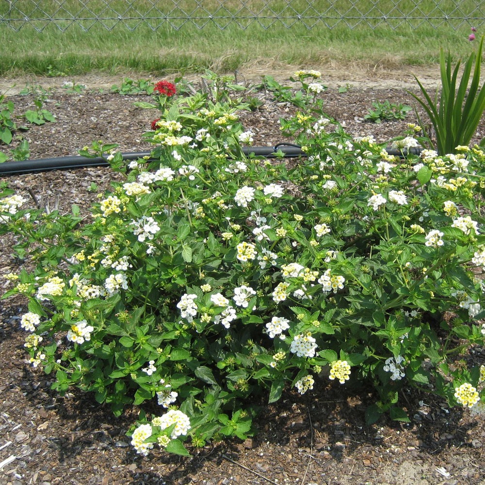 Lantana 'chapel sunny side up' pot de 2l/3l