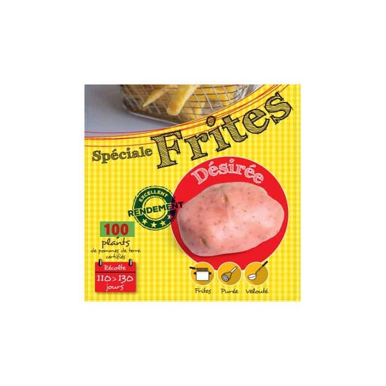 Désirée (chair rose) 100 plants de pomme de terre