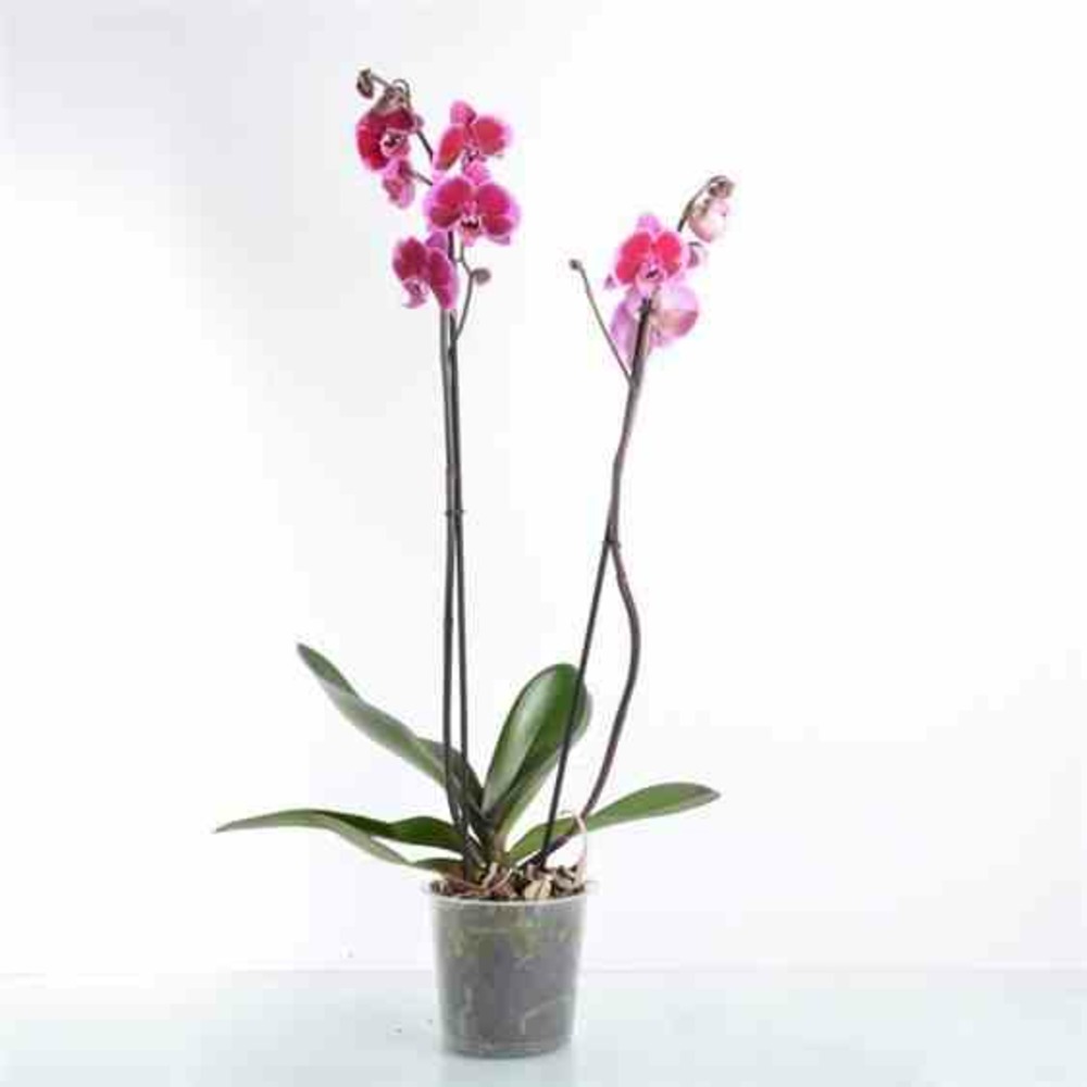Phalaenopsis hybride rose (orchidée papillon) pot de 2 litres - 60/80 cm