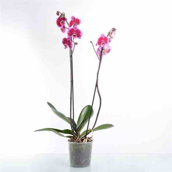 Phalaenopsis hybride rose (orchidée papillon) taille pot de 2 litres - 60/80 cm