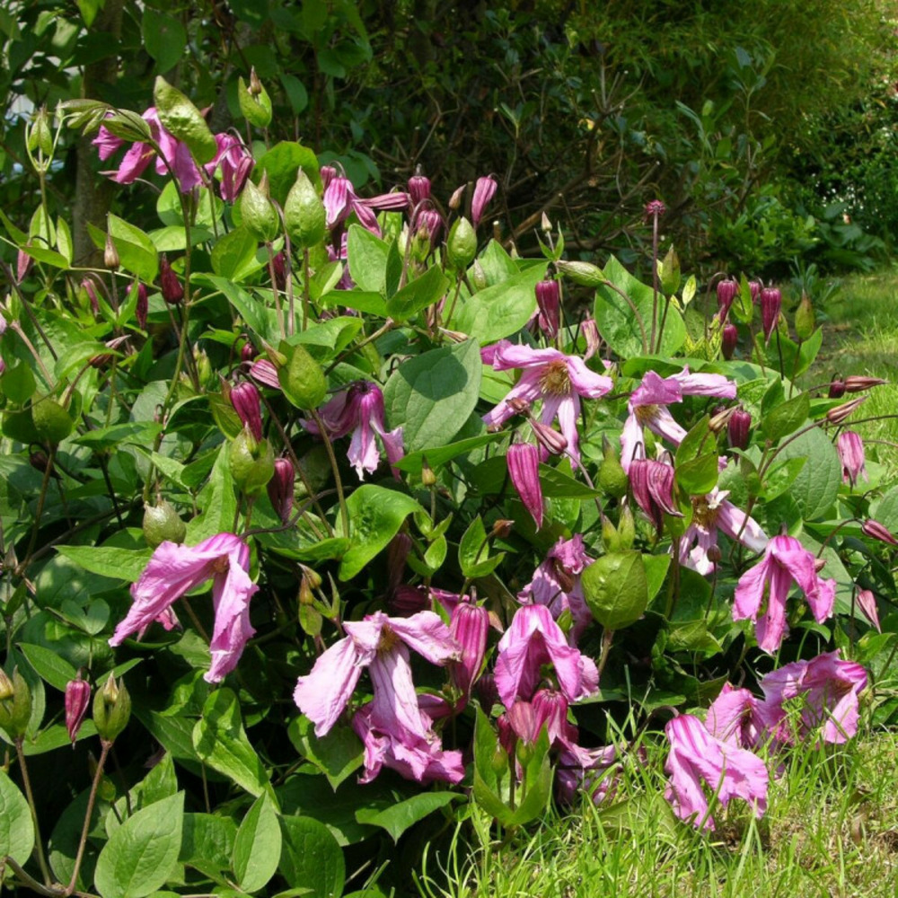 Clématite integrifolia alionushka pot de 3l - echelle bambou 60/120 cm