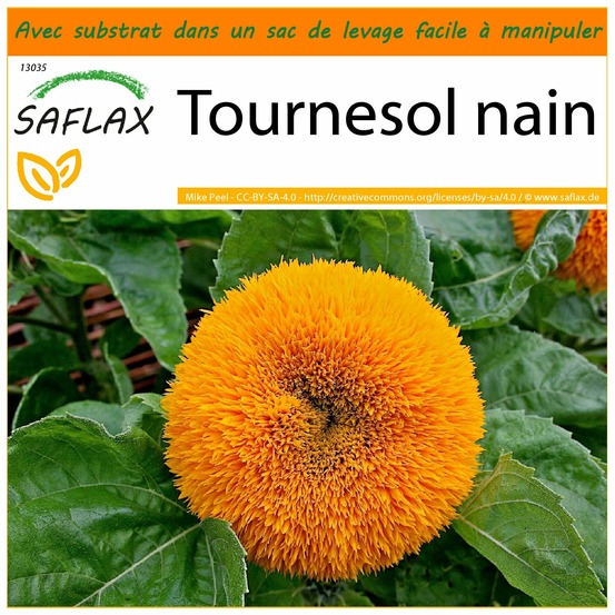Garden in the bag - tournesol nain - 40 graines - helianthus annuus