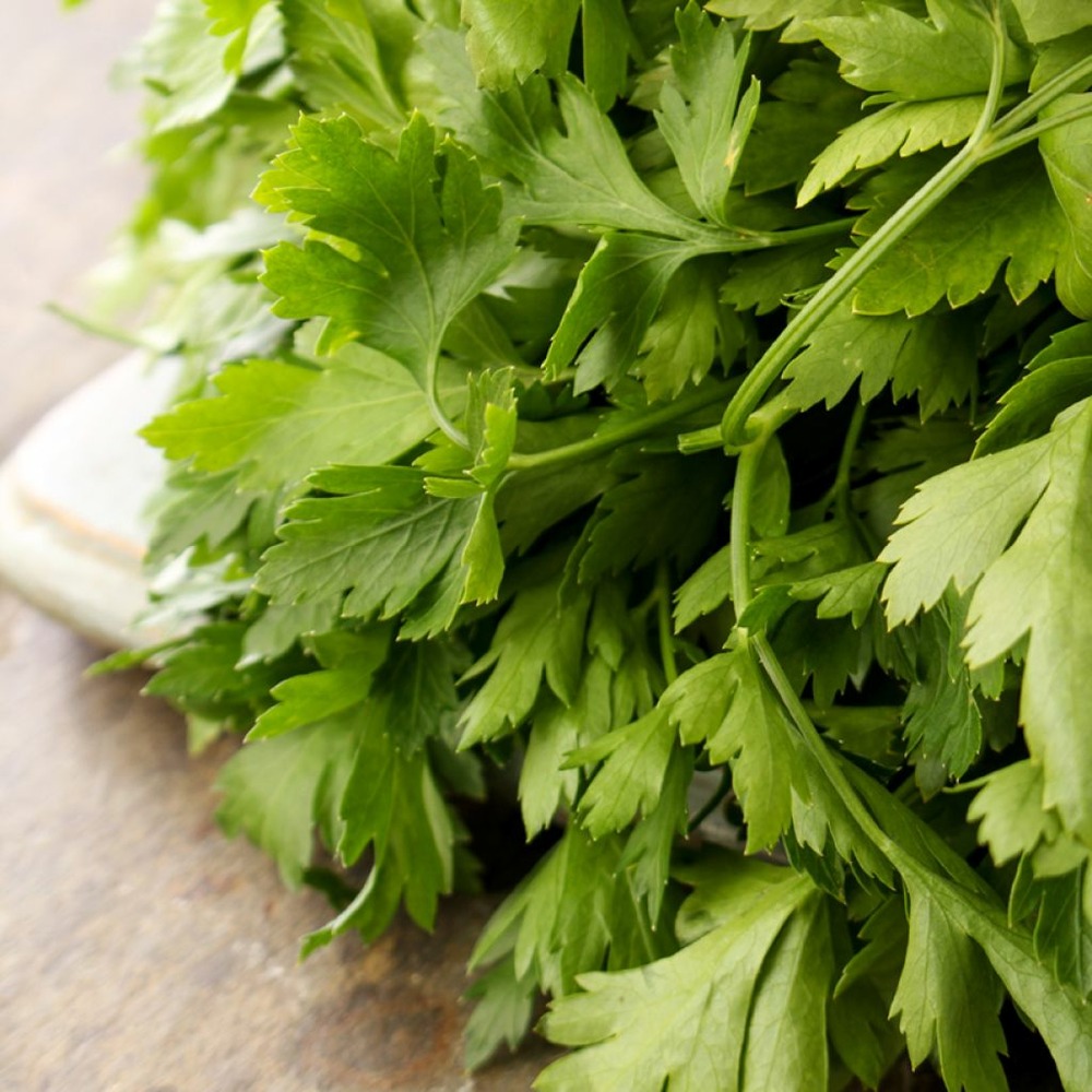 Cerfeuil le sachet de 1700 graines environ (5g)