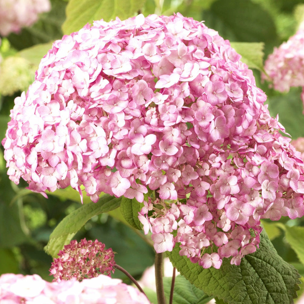 Hortensia candy bell bubblegum ® - le pot / ø 9cm, vendu par lot de 4
