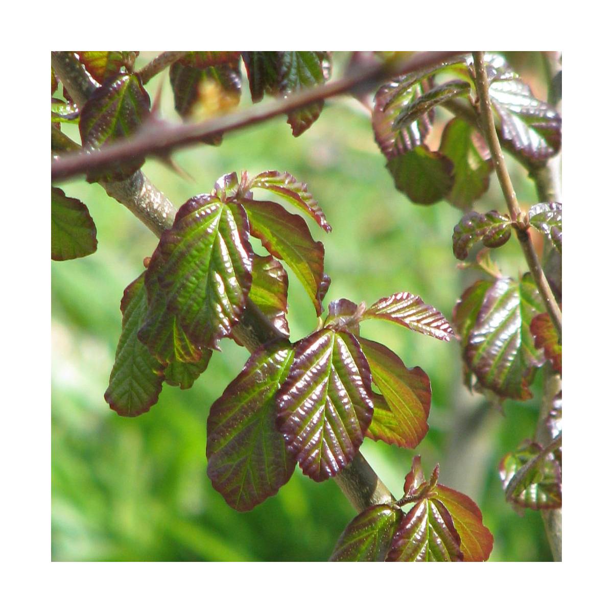 Parrotie de perse persian spire/parrotia persica persian spire[-]pot de 3l - 60/80 cm