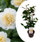 Camellia japonica "brushfield's yellow" - rose japonaise - plante de camélia résistante au froid - pot 15cm - hauteur 50-60cm