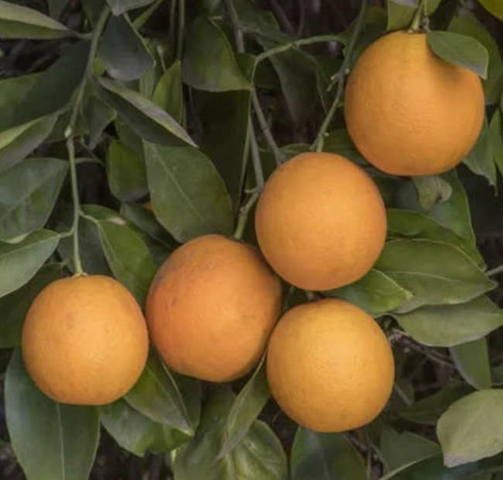 Citrus sinensis var. Salustiana (oranger excellent jus) pot de 9 litres -140/160 cm