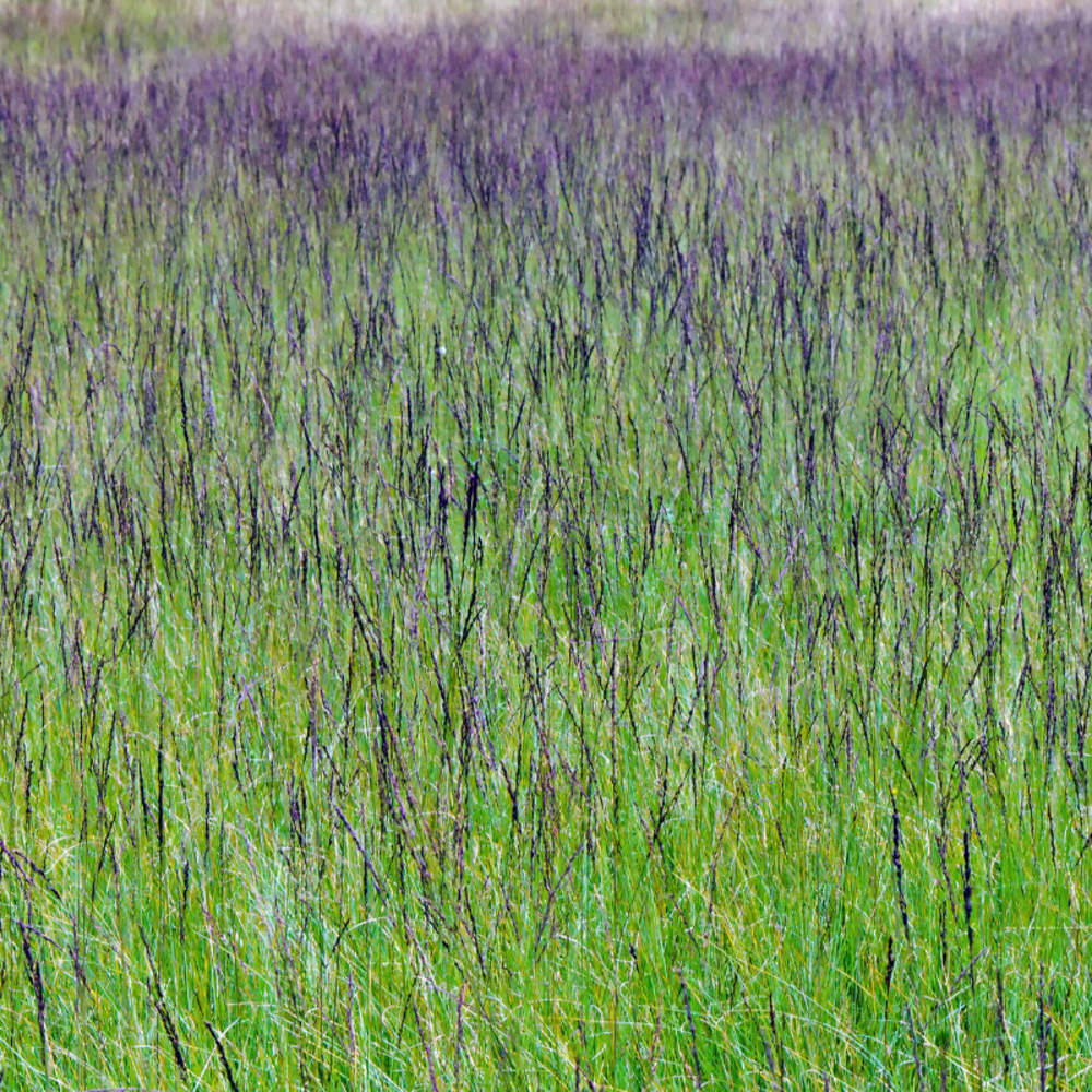 Molinie bleue moorhexe - molinia caerulea moorhexe 30/35 cm godet 9cm