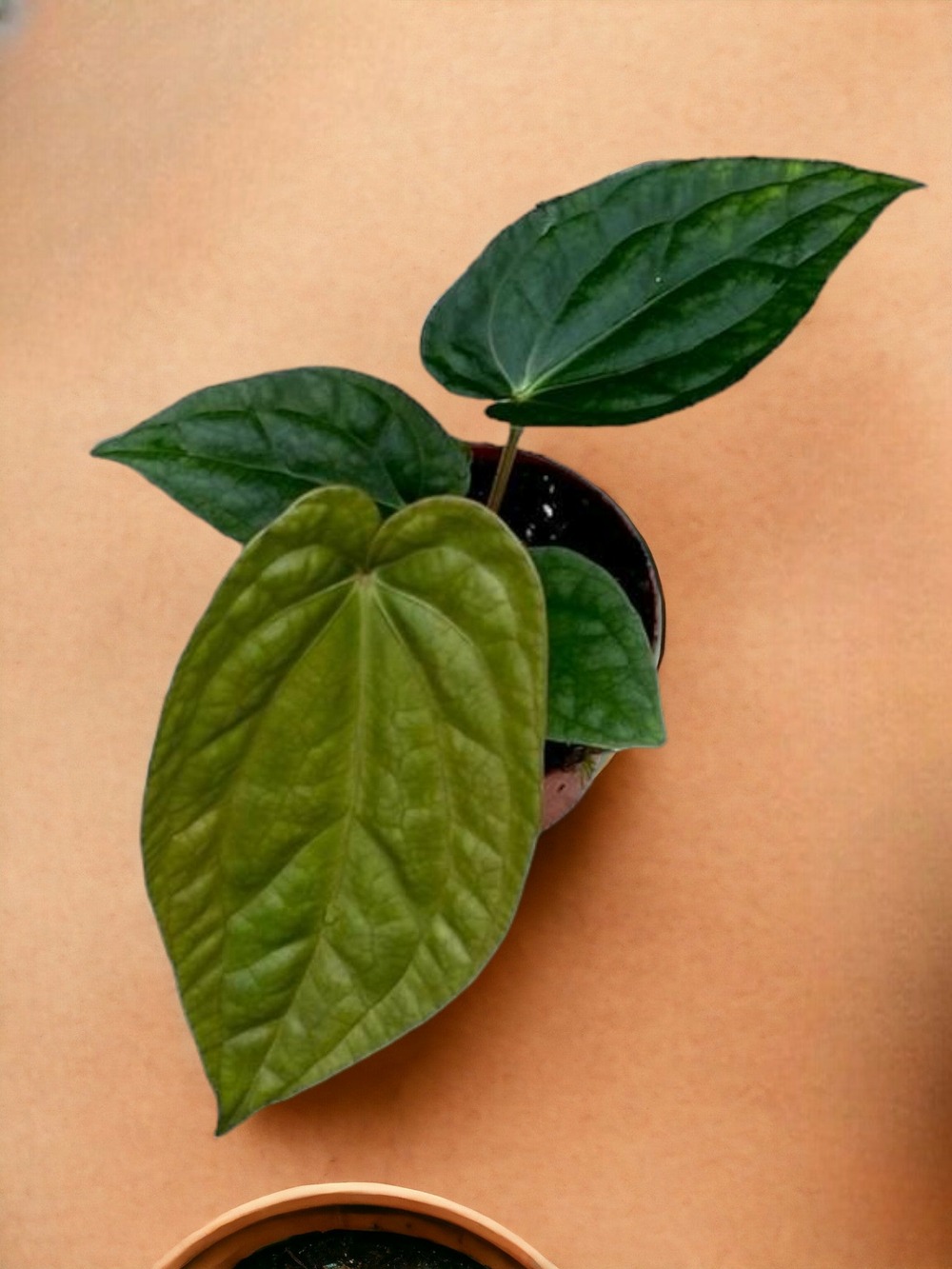 Anthurium magnificum x luxurians