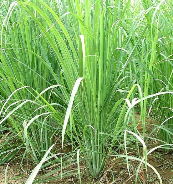 Cymbopogon citratus (citronnelle) pot de 2 litres - 20/100 cm