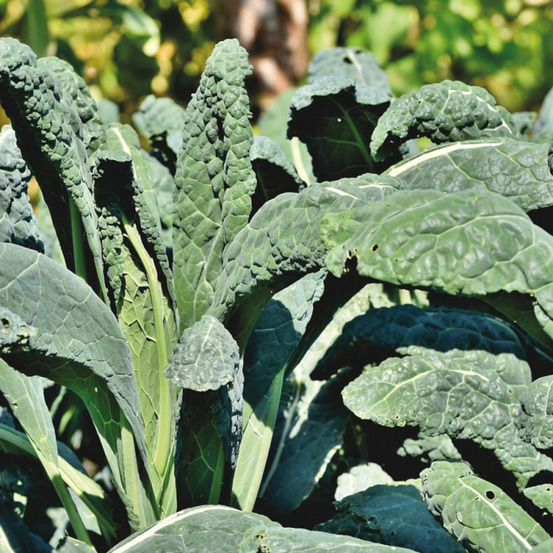 Graines de chou fourrager proteor - vilmorin sachet économique