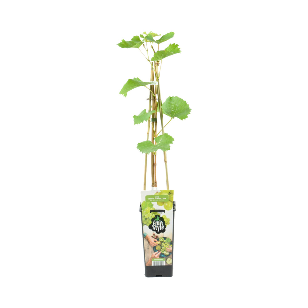 Vitis vinifera 'vroege van der laan' - plant de raisin - raisins blancs - ⌀14 cm - hauteur 60-70cm
