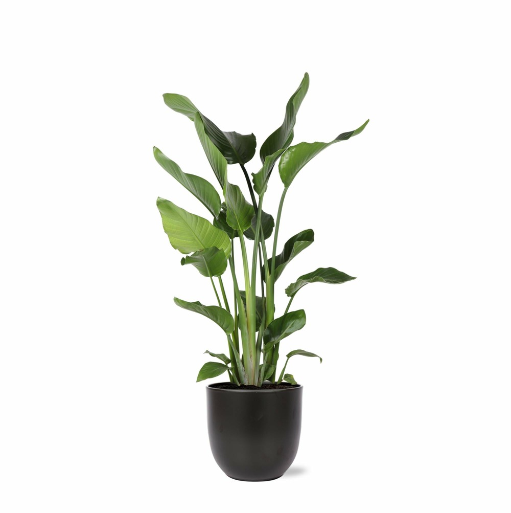 Strelitzia nicolai et son pot noir - hauteur 120cm