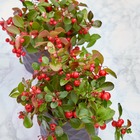 Gaultheria procumbens big berry, le pot / ø 13cm / hauteur livrée 15-20cm